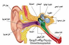 الأذن الوسطى وإلتهابها